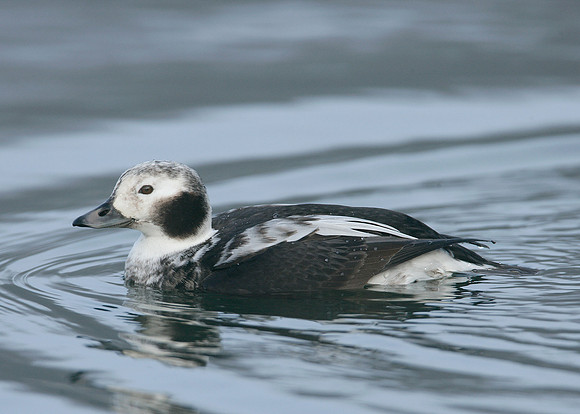 Long-tailed Duck Clangula hyemalis