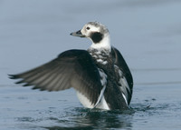 Long-tailed Duck Clangula hyemalis
