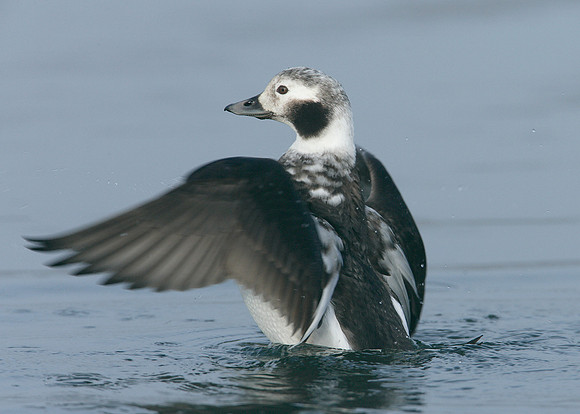 Long-tailed Duck Clangula hyemalis