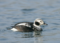 Long-tailed Duck Clangula hyemalis