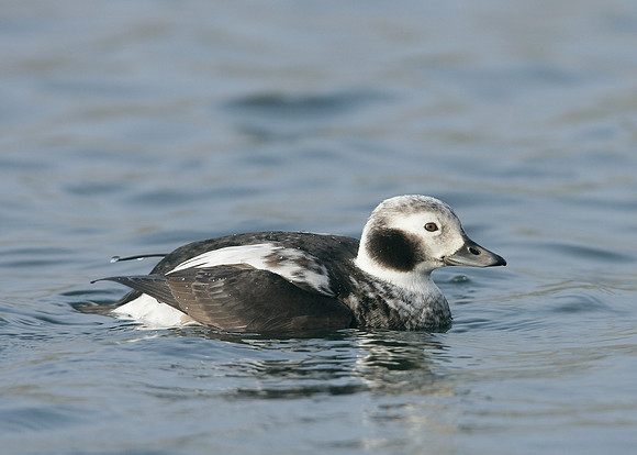 Long-tailed Duck Clangula hyemalis
