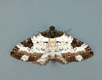 70.128 BF1784 Pretty Chalk Carpet Melanthia procellata