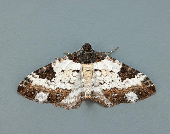 70.128 BF1784 Pretty Chalk Carpet Melanthia procellata
