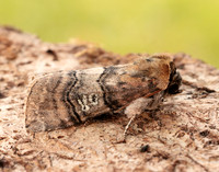 65.010 BF1654 Figure of Eighty Tethea ocularis
