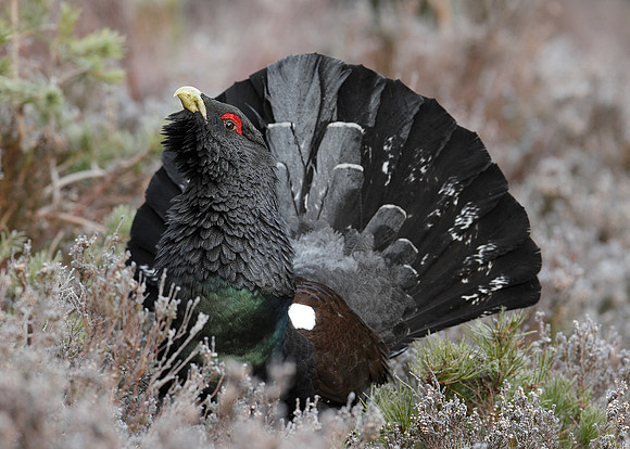 Capercaillie Tetrao urogallus