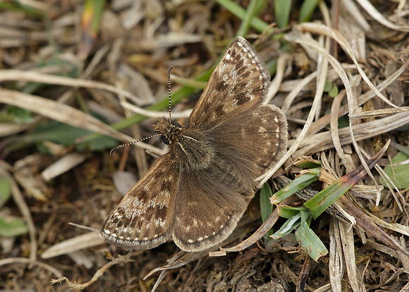 Dingy Skipper Erynnis tages