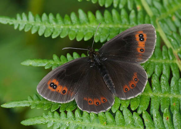 Scotch Argus Erebia aethiops