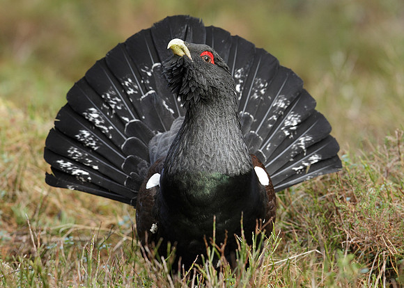Capercaillie Tetrao urogallus