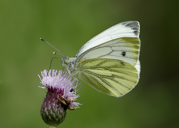 Green-veined White Pieris napi