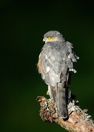 Sparrowhawk Accipiter nisus