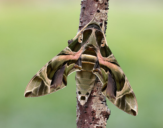 69.011 BF1985 Oleander Hawk-moth Daphnis nerii