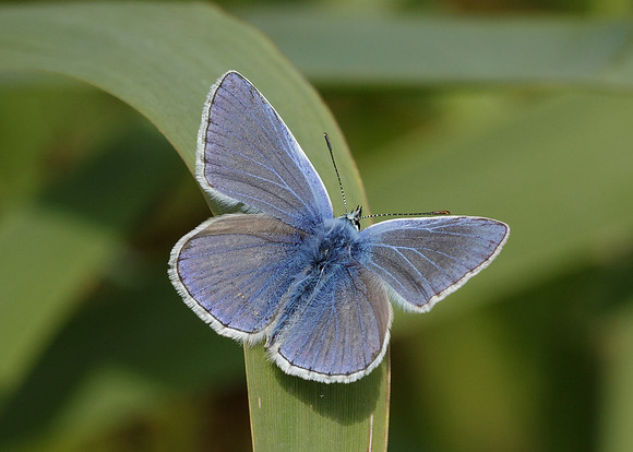 Common Blue Polyommatus icarus