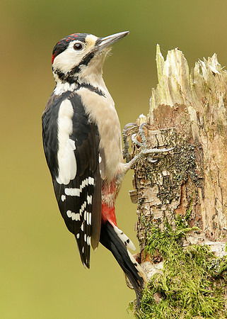 Great Spotted Woodpecker Dendrocopus major