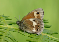 Large Heath Coenonympha tullia davus