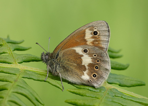Large Heath Coenonympha tullia davus