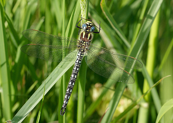 Hairy Dragonfly Brachytron pratense