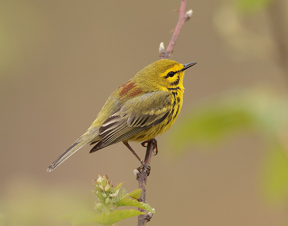 Prairie Warbler Setophaga discolor