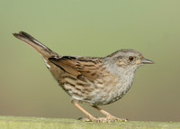 Dunnock Prunella modularis