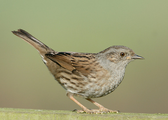 Dunnock Prunella modularis