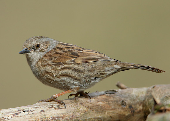 Dunnock Prunella modularis