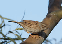 Dunnock Prunella modularis