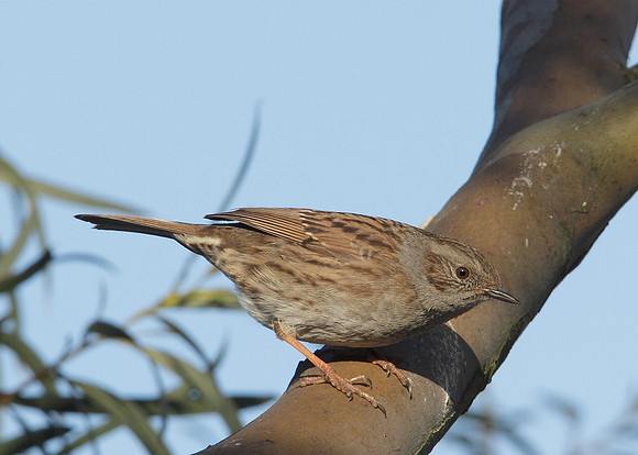Dunnock Prunella modularis