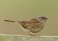 Dunnock Prunella modularis