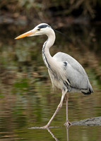 Grey Heron Ardea cinerea