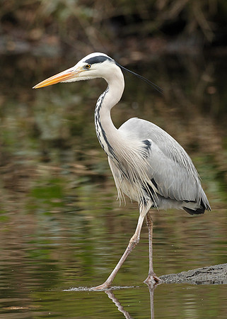 Grey Heron Ardea cinerea