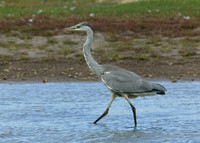 Grey Heron Ardea cinerea
