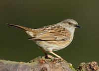 Dunnock Prunella modularis