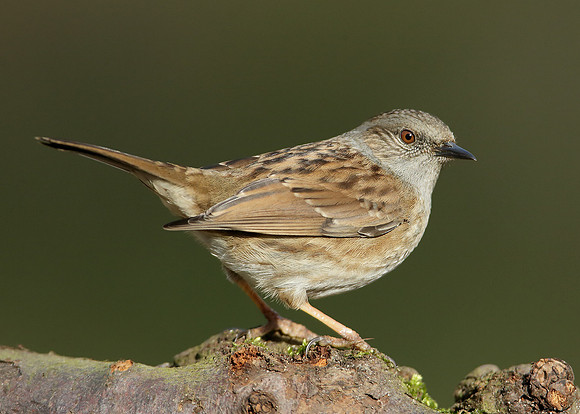 Dunnock Prunella modularis