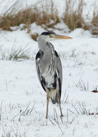Grey Heron Ardea cinerea