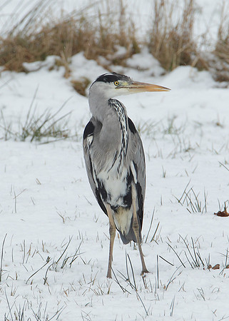Grey Heron Ardea cinerea