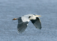 Grey Heron Ardea cinerea