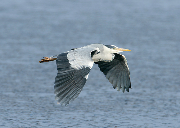 Grey Heron Ardea cinerea