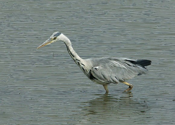 Grey Heron Ardea cinerea