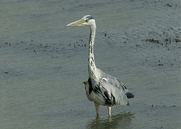 Grey Heron Ardea cinerea