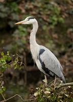 Grey Heron Ardea cinerea