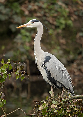 Grey Heron Ardea cinerea
