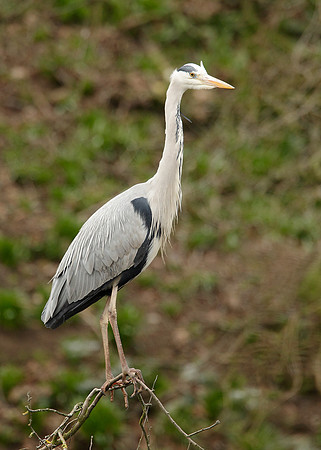 Grey Heron Ardea cinerea