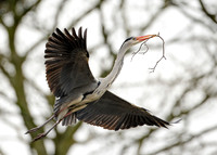 Grey Heron Ardea cinerea