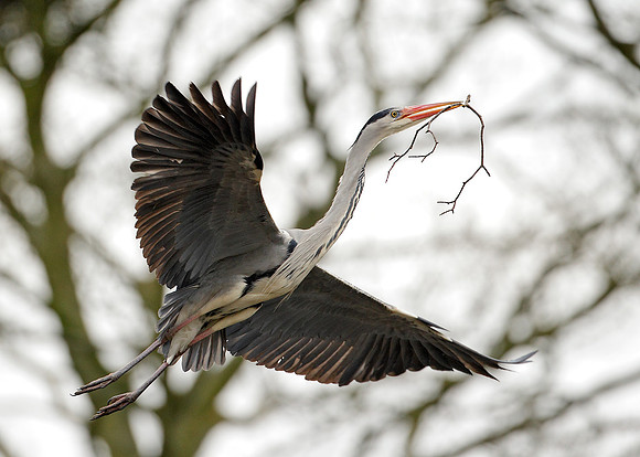 Grey Heron Ardea cinerea