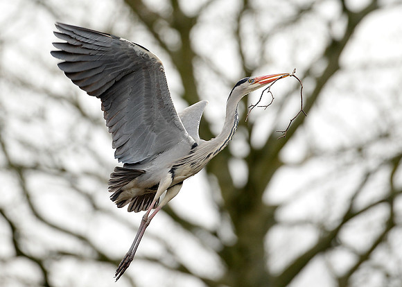 Grey Heron Ardea cinerea