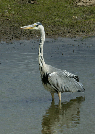 Grey Heron Ardea cinerea