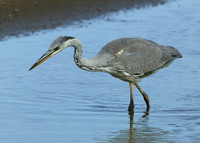 Grey Heron Ardea cinerea