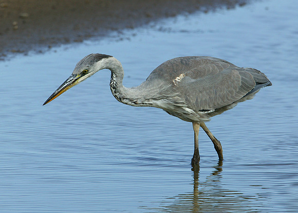 Grey Heron Ardea cinerea