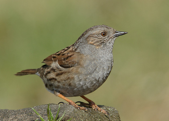 Dunnock Prunella modularis