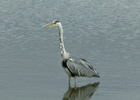 Grey Heron Ardea cinerea