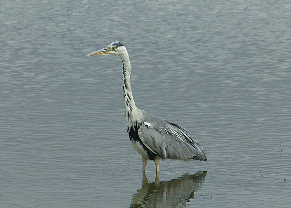 Grey Heron Ardea cinerea